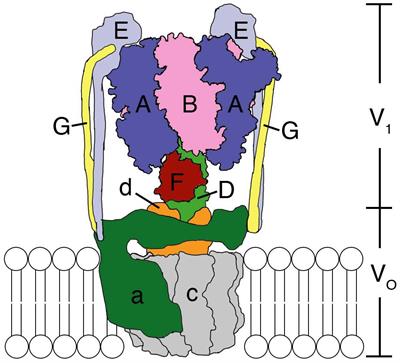 Rotational Mechanism Model of the Bacterial V1 Motor Based on Structural and Computational Analyses